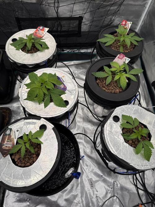 (01.05.2025)DWC. Week 3