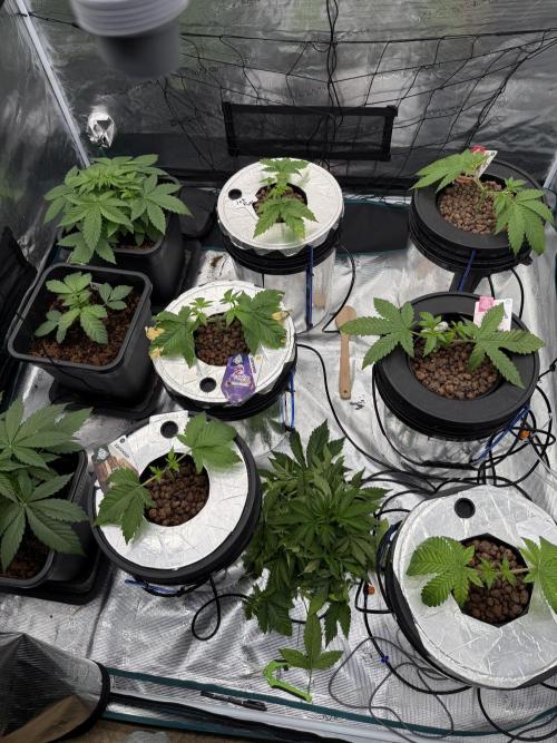(01.05.2025)DWC. Week 4
