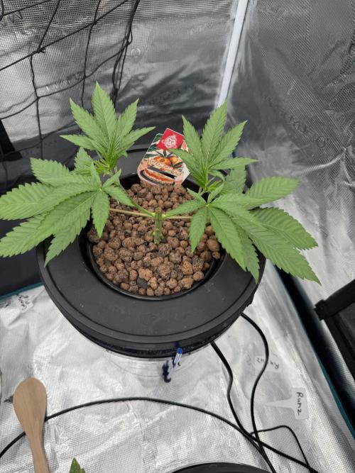 (01.05.2025)DWC. Week 4