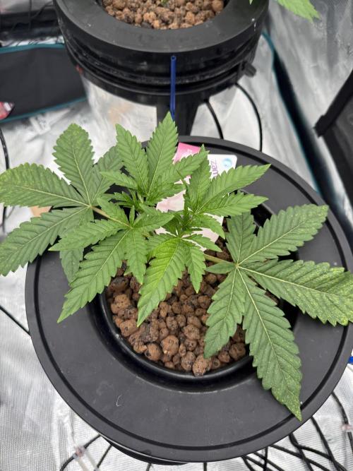 (01.05.2025)DWC. Week 4