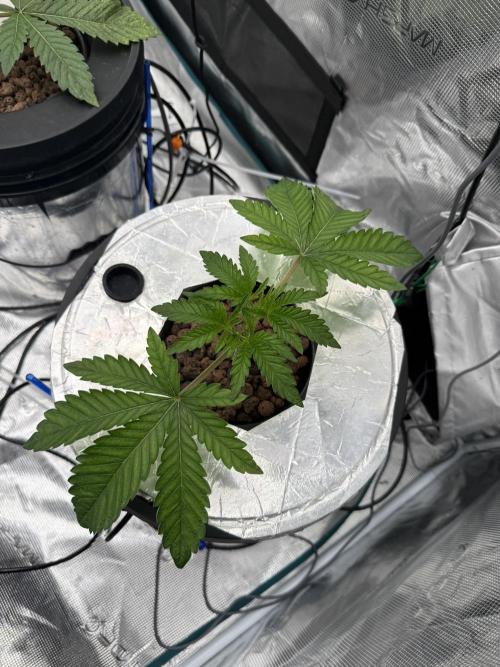 (01.05.2025)DWC. Week 4
