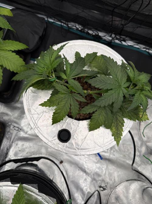 (01.05.2025)DWC. Week 5