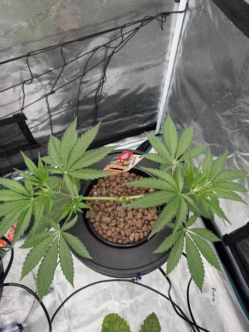 (01.05.2025)DWC. Week 5