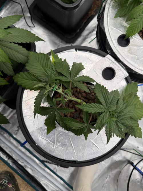 (01.05.2025)DWC. Week 5