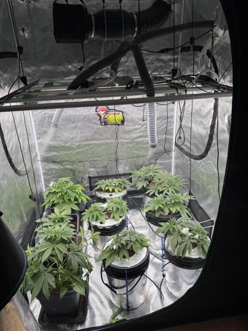 (01.05.2025)DWC. Week 5