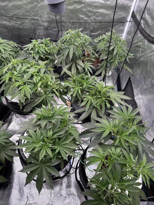 (01.05.2025)DWC. Week 6
