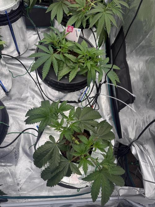 (01.05.2025)DWC. Week 6