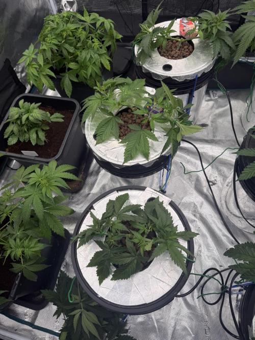 (01.05.2025)DWC. Week 6