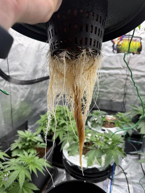(01.05.2025)DWC. Week 6