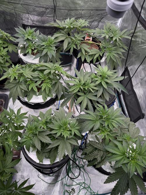 (01.05.2025)DWC. Week 6
