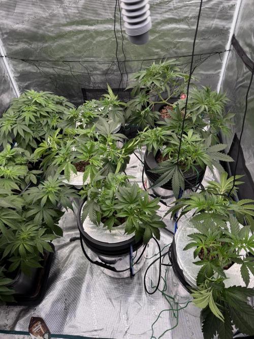 (01.05.2025)DWC. Week 6