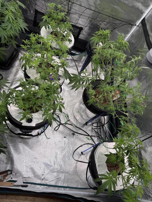 (01.05.2025)DWC. Week 7