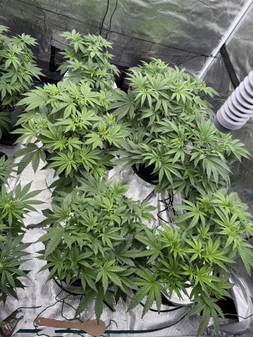 (01.05.2025)DWC. Week 7