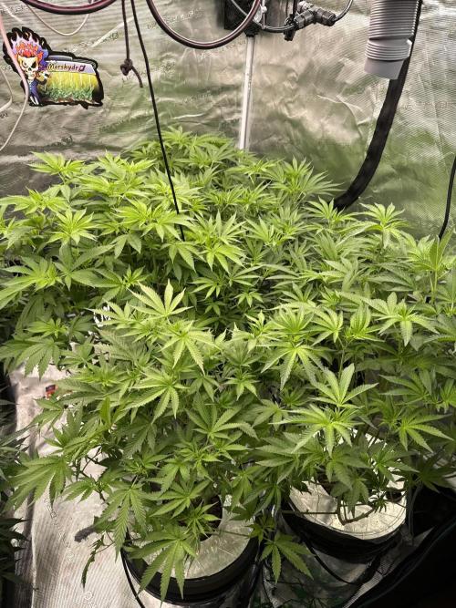 (01.05.2025)DWC. Week 10