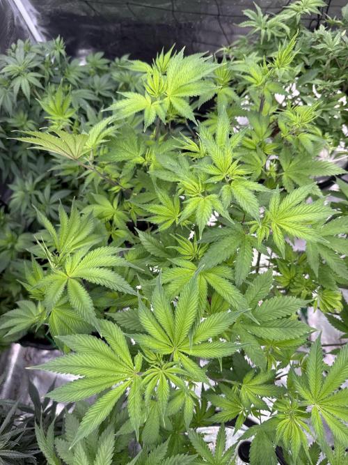 (01.05.2025)DWC. Week 10