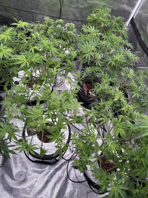 (01.05.2025)DWC. Week 10