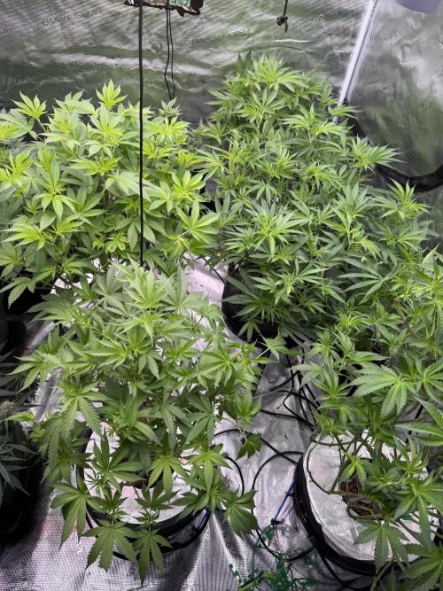 (01.05.2025)DWC. Week 10