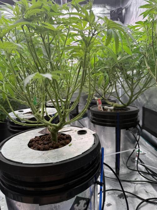 (01.05.2025)DWC. Week 10