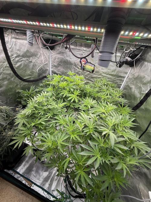 (01.05.2025)DWC. Week 10
