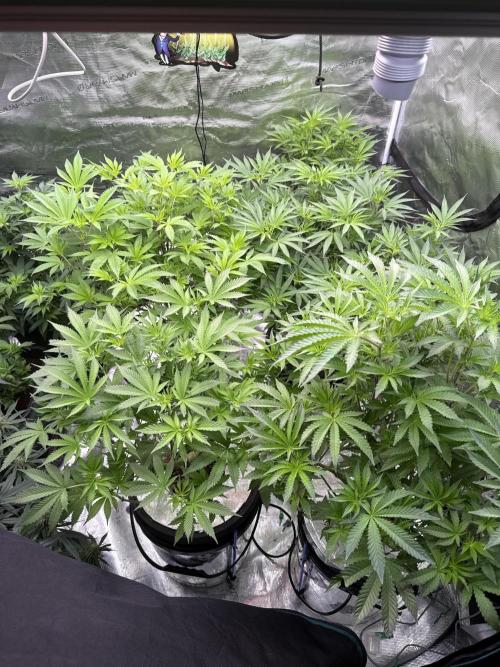 (01.05.2025)DWC. Week 10