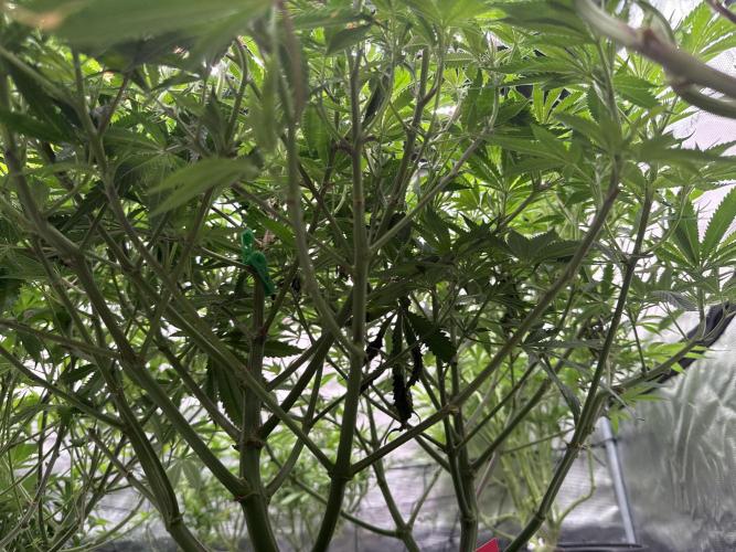 (01.05.2025)DWC. Week 10
