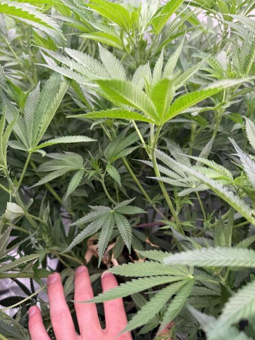 (01.05.2025)DWC. Week 11