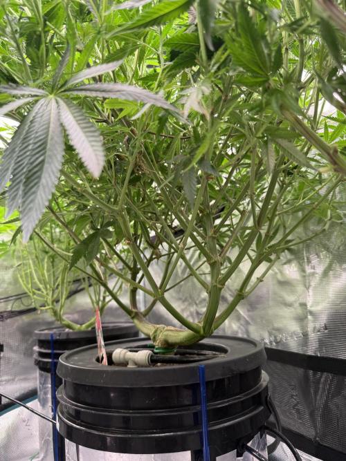 (01.05.2025)DWC. Week 11