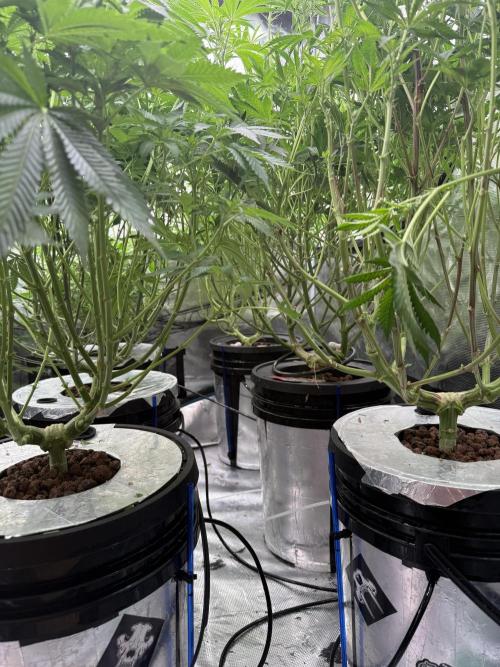 (01.05.2025)DWC. Week 11