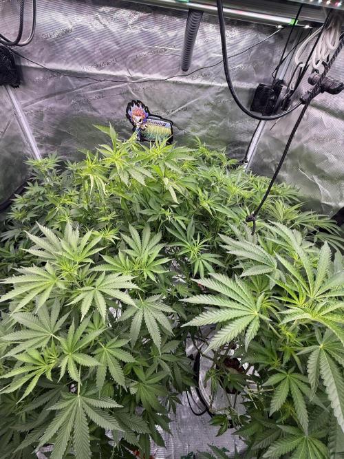 (01.05.2025)DWC. Week 11