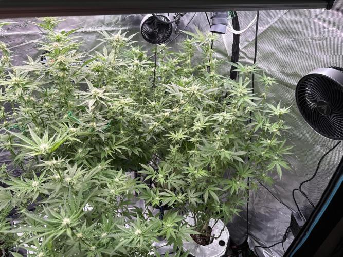 (01.05.2025)DWC. Week 12