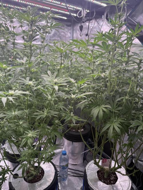 (01.05.2025)DWC. Week 12