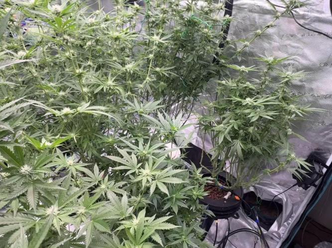 (01.05.2025)DWC