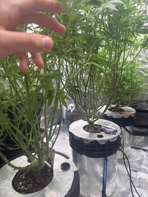 (01.05.2025)DWC. Week 12