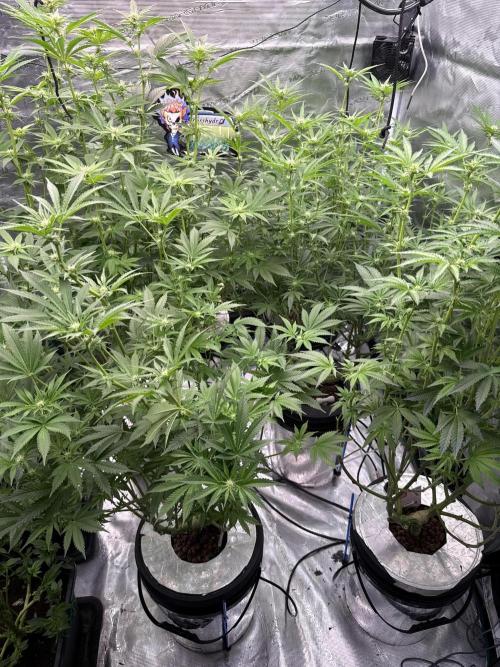 (01.05.2025)DWC. Week 12