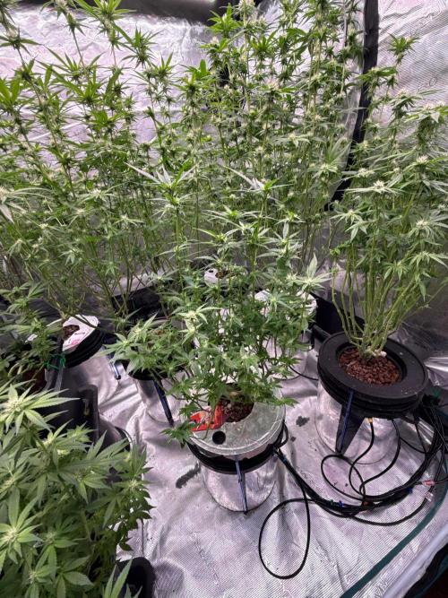 (01.05.2025)DWC. Week 13