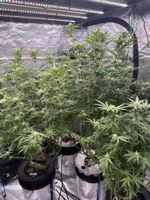 (01.05.2025)DWC. Week 13