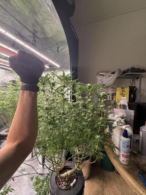 (01.05.2025)DWC. Week 13