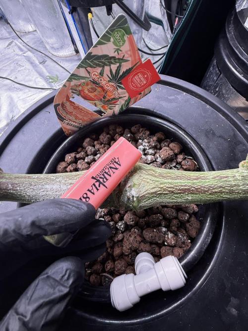 (01.05.2025)DWC. Week 13