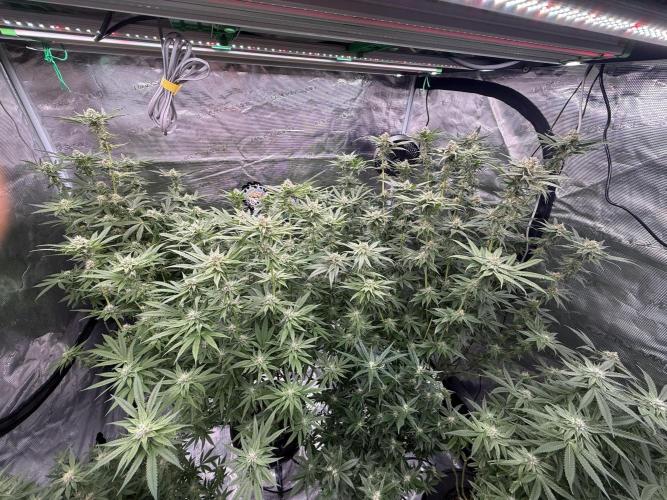 (01.05.2025)DWC. Week 14