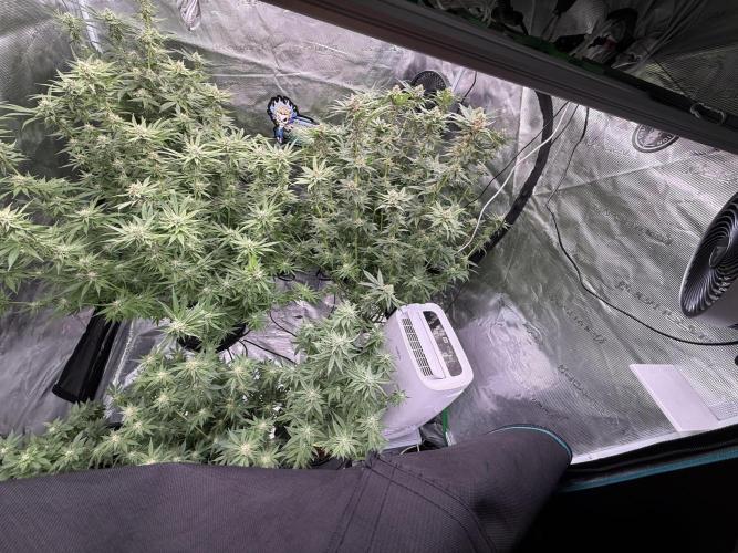 (01.05.2025)DWC. Week 14