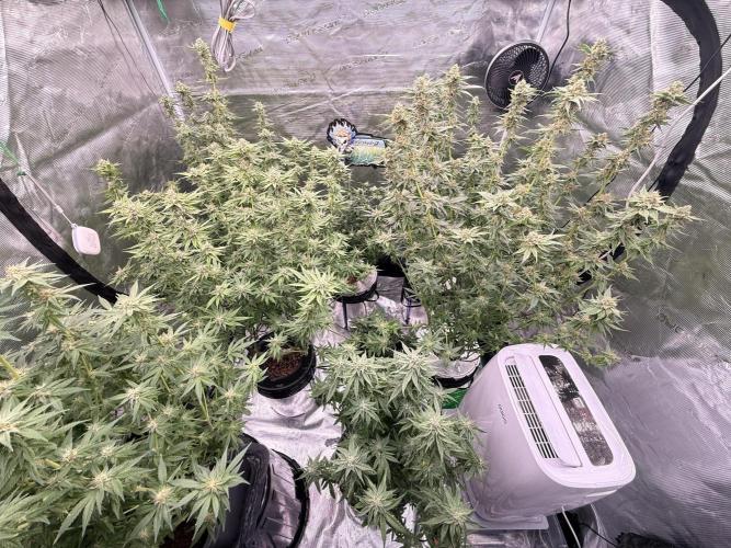 (01.05.2025)DWC. Week 14