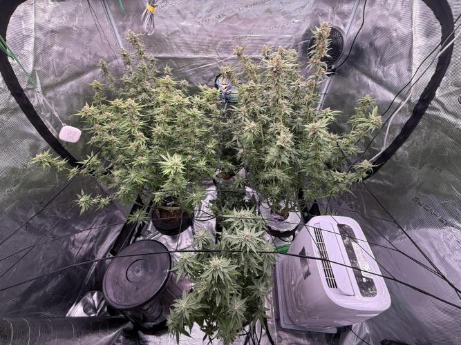 (01.05.2025)DWC. Week 15
