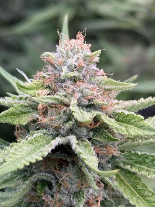 (01.05.2025)DWC. Week 15