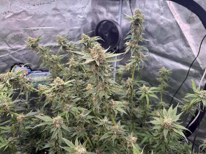 (01.05.2025)DWC. Week 15