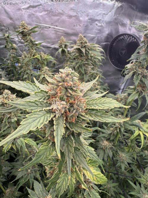 (01.05.2025)DWC. Week 15