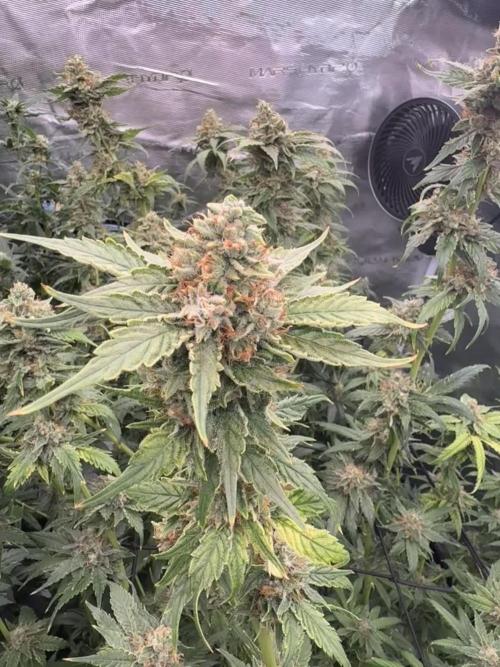(01.05.2025)DWC
