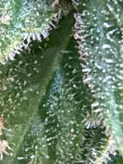 (01.05.2025)DWC. Week 16