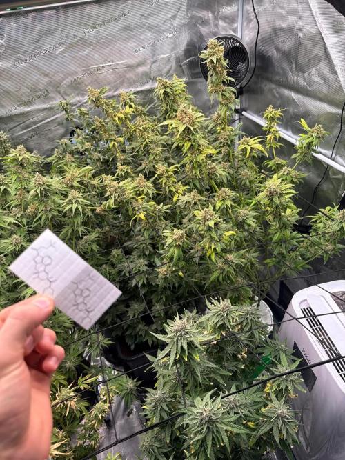 (01.05.2025)DWC. Week 16