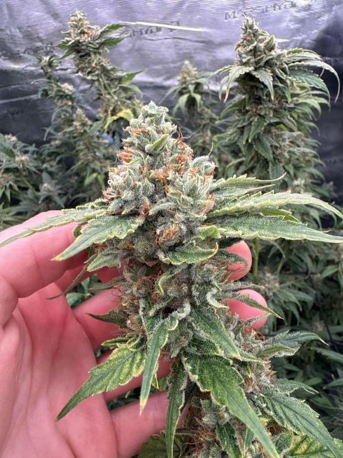 (01.05.2025)DWC. Week 16
