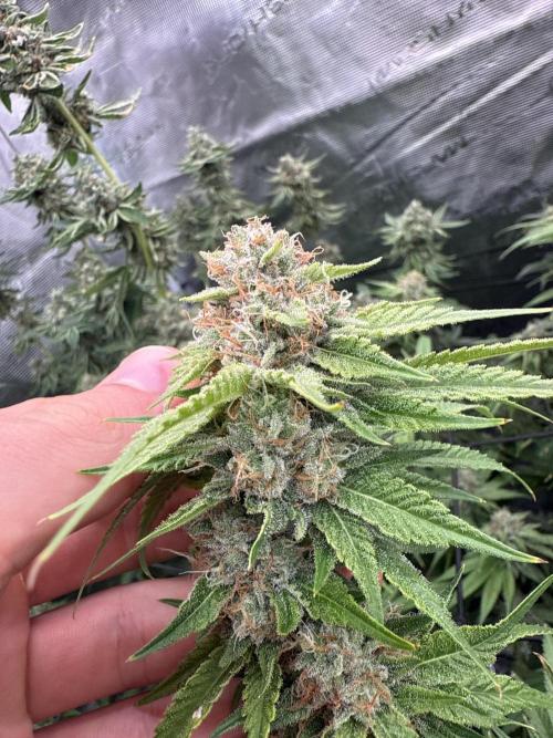 (01.05.2025)DWC. Week 16